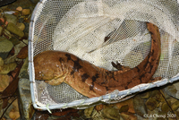 江西大鲵<i>Andrias jiangxiensis</i>