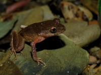 拂晓掌突蟾<i>Leptobrachella eos</i>