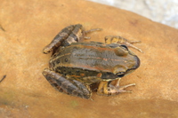 桂北琴蛙<i>Nidirana guibeiensis </i>