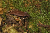 沙巴琴蛙<i>Nidirana chapaensis</i>