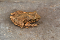 黄腺掌突蟾<i>Leptobrachella flaviglandulosa</i>