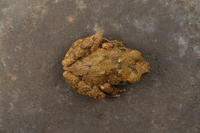 布氏掌突蟾<i>Leptobrachella bourreti</i>