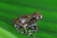 独龙江灌树蛙<i>Raorchestes dulongensis </i>