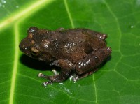 沧源灌树蛙<i>Raorchestes cangyuanensis</i>