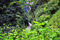 疣灌树蛙<i>Raorchestes andersoni</i>
