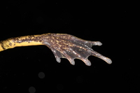 独龙江臭蛙<i>Odorrana dulongensis</i>