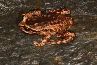 贡山齿突蟾<i>Scutiger gongshanensis</i>