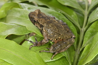 泸水角蟾<i>Boulenophrys lushuiensis</i>