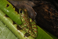 红纹湍蛙<i>Amolops kaulbacki</i>