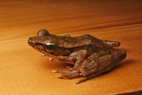 长吻臭蛙<i>Odorrana nasica</i>