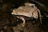 越北姬蛙<i>Microhyla hmongorum</i>