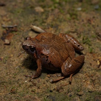 北仑姬蛙<i>Microhyla beilunensis</i>