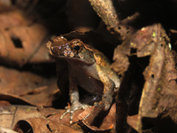 德宏角蟾<i>Xenophrys dehongensis</i>