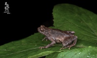 戴云角蟾<i>Boulenophrys daiyunensis</i>