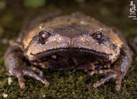 东方短腿蟾<i>Brachytarsophrys orientalis</i>
