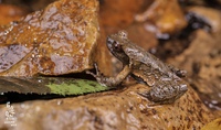 三明角蟾<i>Boulenophrys sanmingensis</i>