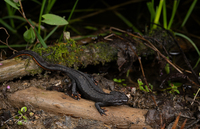 安徽疣螈<i>Tylototriton anhuiensis</i>