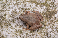 大别山姬蛙<i>Microhyla dabieshanensis</i>
