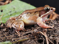 重庆琴蛙<i>Nidirana chongqingensis</i>