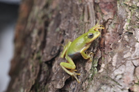 安徽树蛙<i>Zhangixalus zhoukaiyae</i>