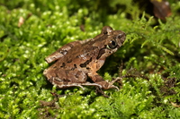 侗掌突蟾<i>Leptobrachella dong </i>