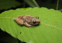 奥氏树蛙<i>Rhacophorus orlovi</i>