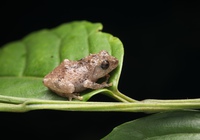 麻栗坡灌树蛙<i>Raorchestes malipoensis</i>