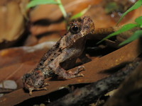 粗皮角蟾<i>Boulenophrys palpebralespinosa</i>