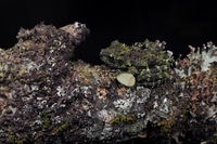 河江棱皮树蛙<i>Theloderma khoii</i>