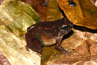 刘氏泰诺蛙<i>Limnonectes limborgi</i>