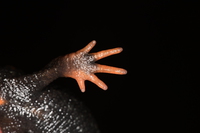 片马疣螈<i>Tylototriton joe</i>