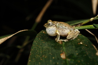 海南锯腿树蛙<i>Kurixalus hainanus</i>