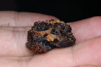印支棱皮树蛙<i>Theloderma gordoni</i>