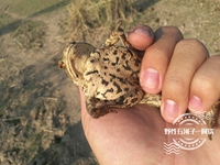 大蟾蜍<i>Bufo bufo</i>