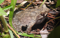 衡山角蟾<i>Boulenophrys hengshanensis</i>