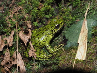 桑植湍蛙<i>Amolops sangzhiensis</i>