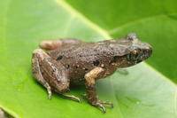 武鸣掌突蟾<i>Leptobrachella wumingensis</i>