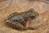 夜神掌突蟾<i>Leptobrachella nyx</i>