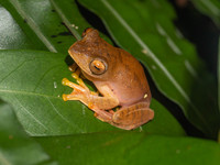 琼树蛙<i>Rhacophorus qiongica</i>