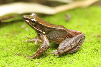 大明山竹叶蛙<i>Odorrana damingshanensis</i>