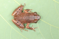 桂南掌突蟾<i>Leptobrachella guinanensis </i>
