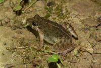 清迈陆蛙<i>Minervarya chiangmaiensis</i>