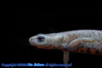 南城蝾螈<i>Hypselotriton maguae</i>
