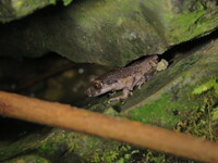 威信掌突蟾<i>Leptobrachella weixinensis</i>