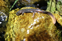 陈氏肥螈<i>Pachytriton cheni</i>