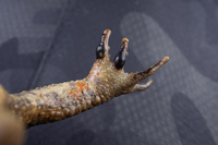 红斑蟾蜍<i>Bufo rubroventromaculatus</i>