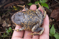 文山短腿蟾<i>Brachytarsophrys wenshanensis</i>