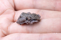 砖背棱皮树蛙<i>Theloderma lateriticum</i>