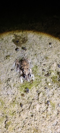舟山陆蛙<i>Fejervarya zhoushanensis</i>